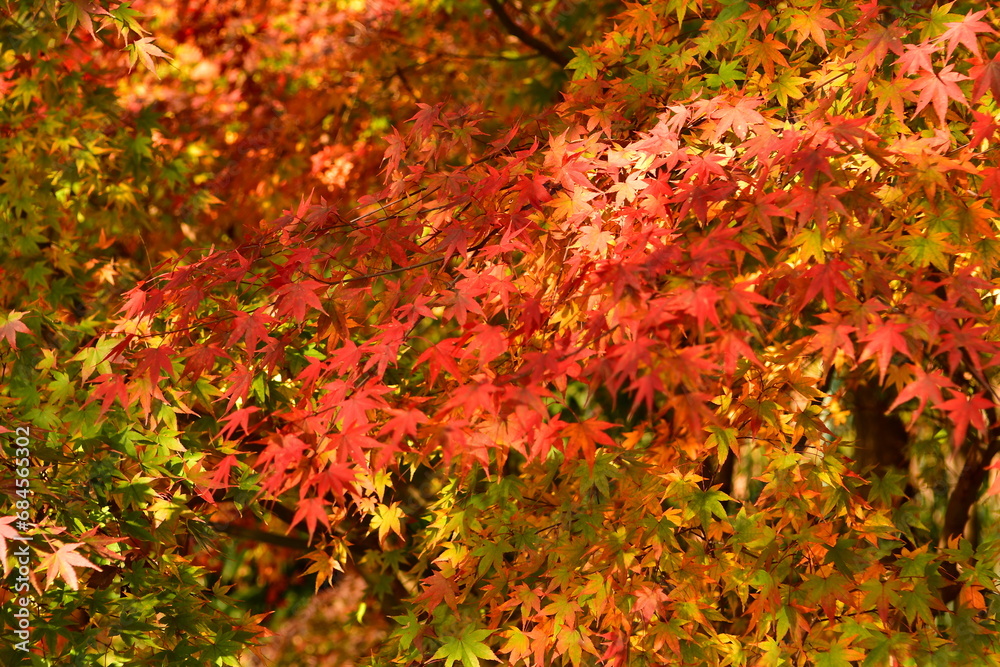 Photo of red maple leaves in autumn