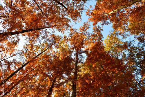 Photo of golden cedar forest looking up in autumn