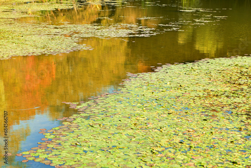 Photo of lotus leaves in pond in autumn
