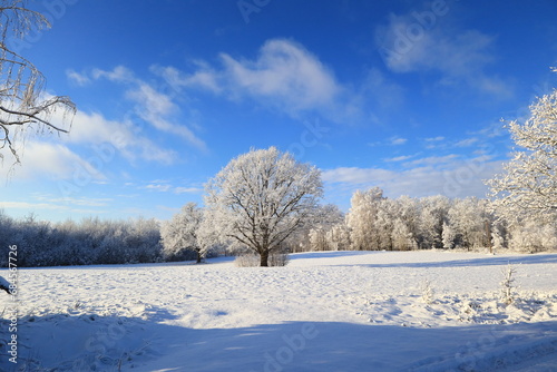 snow covered trees © Raibkashi
