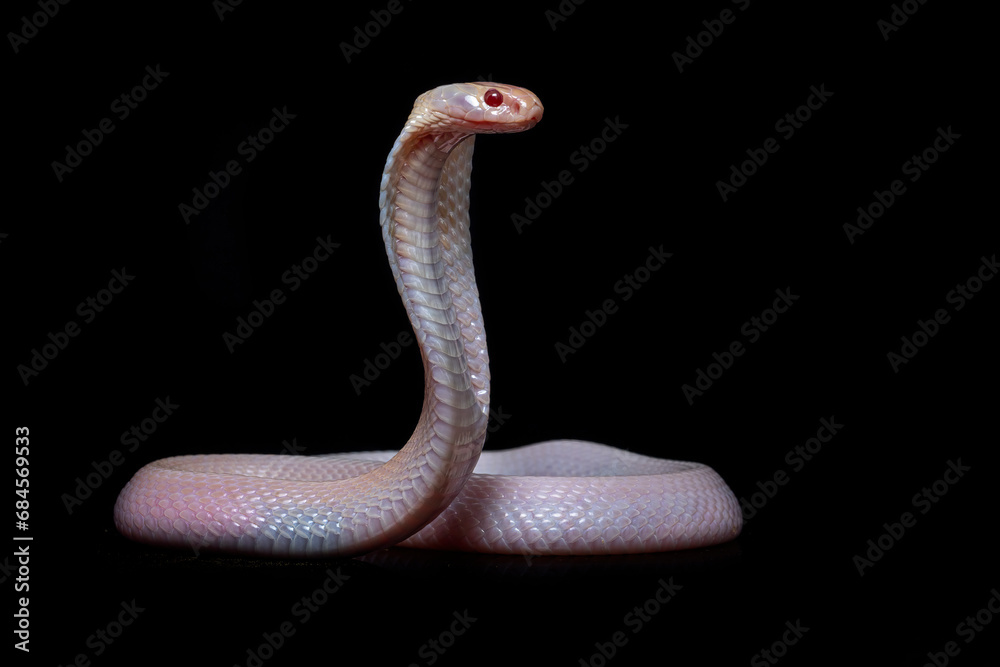 Albino Javan spitting cobra (Naja sputatrix). Albino Javan spitting cobra (Naja sputatrix).