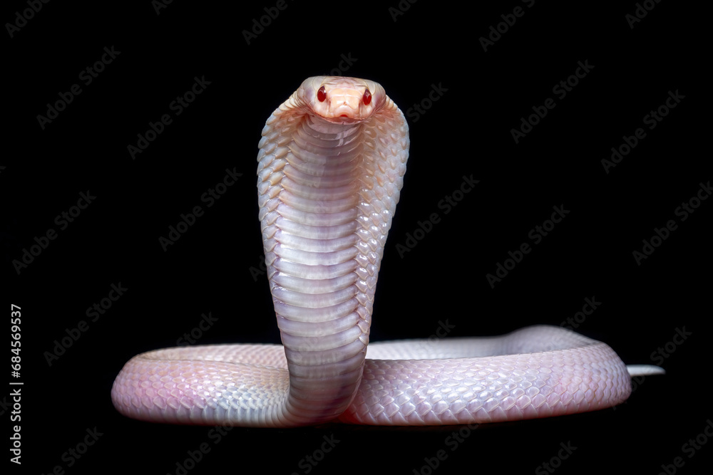 Fototapeta premium Albino Javan spitting cobra (Naja sputatrix).