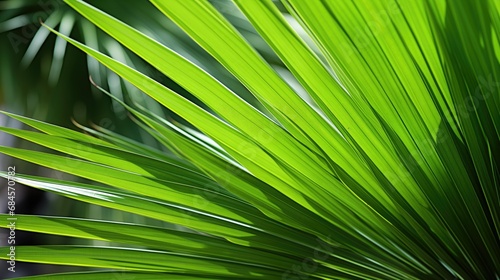 A close-up view of Saw Palmetto leaves in their natural habitat, with rich green color, fine texture, and intricate details. The fan-shaped leaves have serrated edges, casting subtle shadows © Aidas