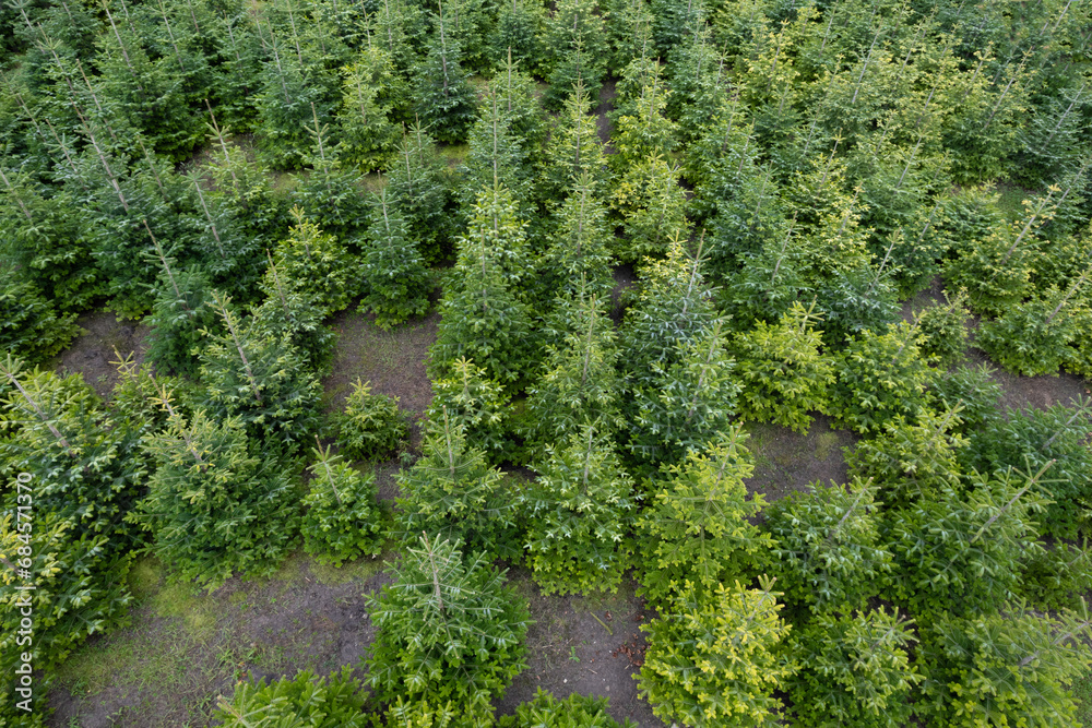 Cultivating Christmas trees for sale at holiday markets and fears, a Christmas tree nursery offers a variety of trees during the festive season. aerial view, pattern of Christmas trees Cultivating Christmas trees for sale at holiday markets and fears, a Christmas tree nursery offers a variety of trees during the festive season. aerial view, pattern of Christmas trees