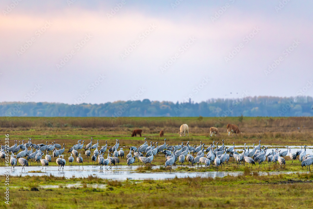 Fototapeta premium Kraniche auf den Wiesen am Pramort.