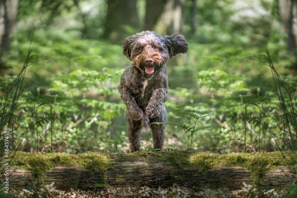 Brown Sprockapoo dog - Springer Cocker Poodle cross - jumping a fallen tree in the forest Brown Sprockapoo dog - Springer Cocker Poodle cross - jumping a fallen tree in the forest