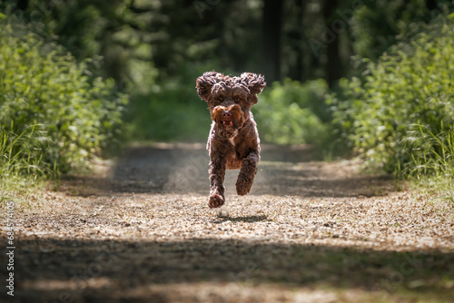 Brown Sprockapoo dog - Springer Cocker Poodle cross - looking crazy running on a path like a Tasmanian devil photo