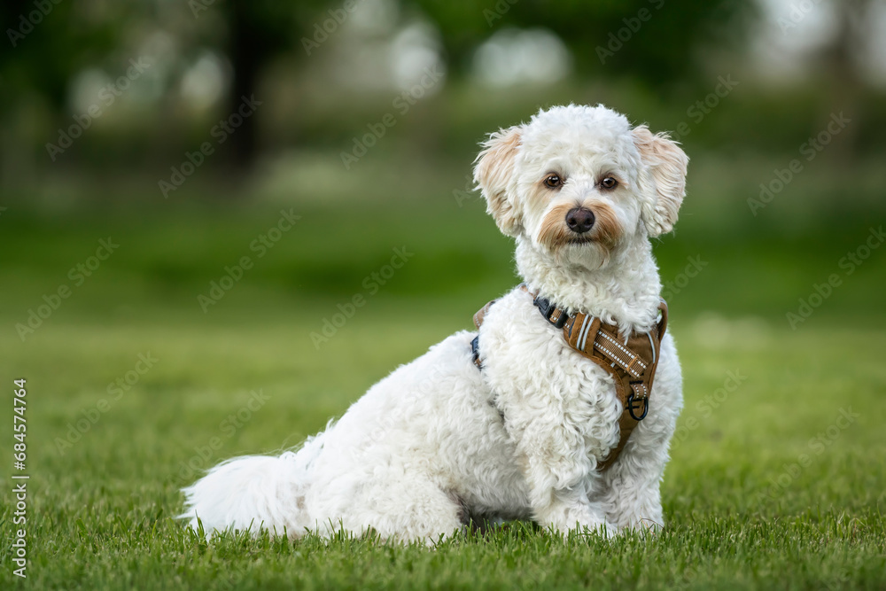 Cream white Bichonpoo dog - Bichon Frise Poodle cross - sitting in a field looking to the camera