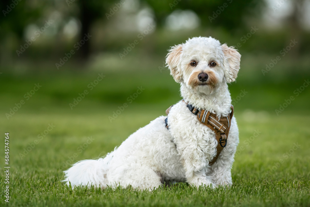 Cream white Bichonpoo dog - Bichon Frise Poodle cross - sitting in a field looking to the camera Cream white Bichonpoo dog - Bichon Frise Poodle cross - sitting in a field looking to the camera