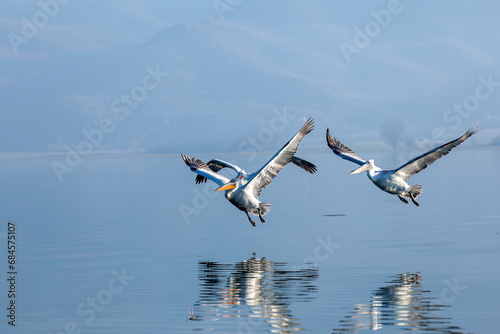 Three Dalmatian pelicans flying just above the water surface of Lake Kerkini, in Serres region, Macedonia, Greece, Europe. photo