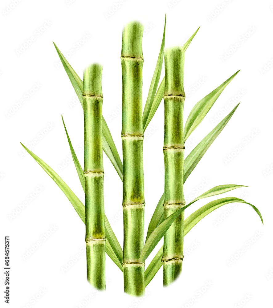 Watercolor bamboo plant.Composition with three stems and leaves. Fresh green aquarelle paint. Realistic botanical illustration for packaging. Hand drawn poster Watercolor bamboo plant.Composition with three stems and leaves. Fresh green aquarelle paint. Realistic botanical illustration for packaging. Hand drawn poster