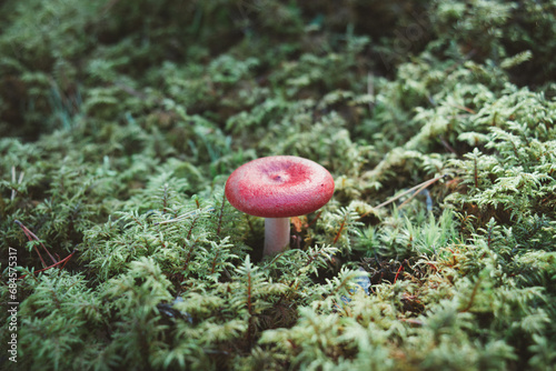 Small red mushroom in moss
