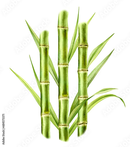 Watercolor bamboo plant.Composition with three stems and leaves. Fresh green aquarelle paint. Realistic botanical illustration for packaging. Hand drawn poster
