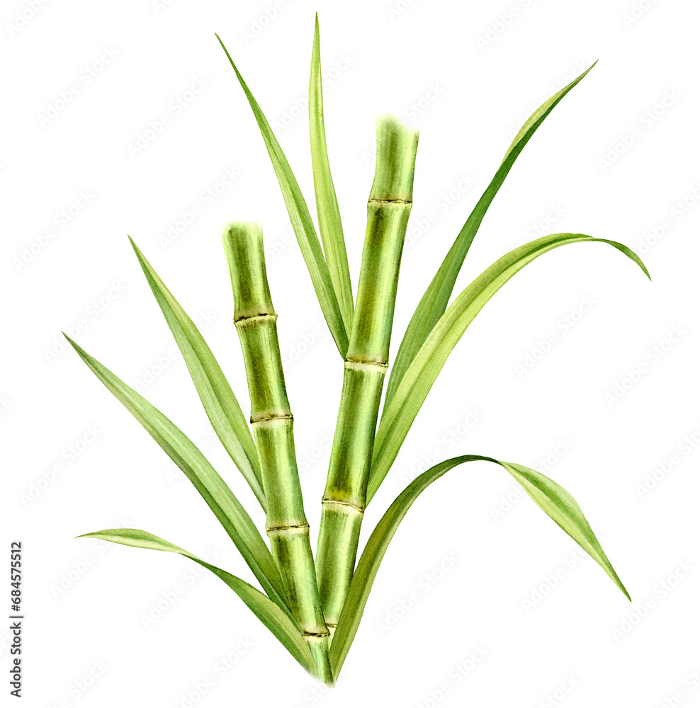 Bamboo watercolor illustration. Composition with two stems and leaves. Fresh green aquarelle painting. Realistic botanical artwork for packaging. Hand drawn poster Bamboo watercolor illustration. Composition with two stems and leaves. Fresh green aquarelle painting. Realistic botanical artwork for packaging. Hand drawn poster