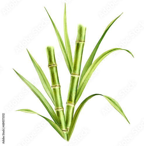 Bamboo watercolor illustration. Composition with two stems and leaves. Fresh green aquarelle painting. Realistic botanical artwork for packaging. Hand drawn poster