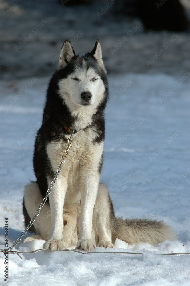 Chiens de traineau, Race Husky, neige, hiver