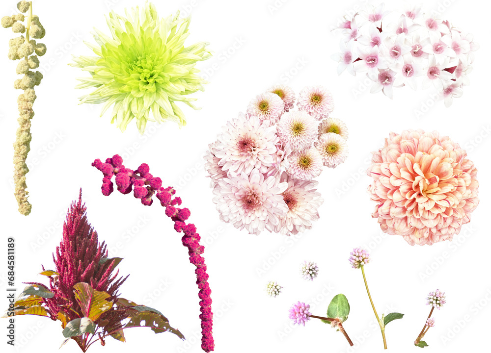 Fototapeta premium 切り抜き透過素材セットー秋の花3