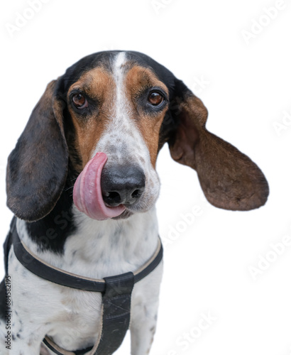 Funny pose of a dog looking hungry and cute isolated on white.
