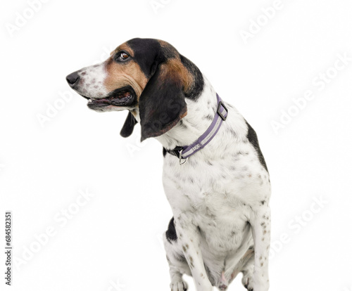 Funny hunt dog pose looking at the camera isolated on white.
