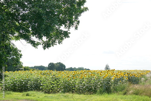 Słonecznik (Helianthus L.) – rodzaj roślin z rodziny astrowatych. Słonecznik zwyczajny jest ważną ekonomicznie rośliną oleistą. Jest też rośliną jadalną, ozdobną i wykorzystywaną leczniczo. © Sławek