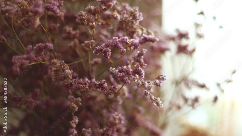 Delicate purple wildflowers welcome daylight Delicate purple wildflowers welcome daylight