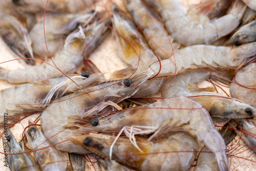 Shrimps, freshly cathed, on sale on the Negombo Fish market photo