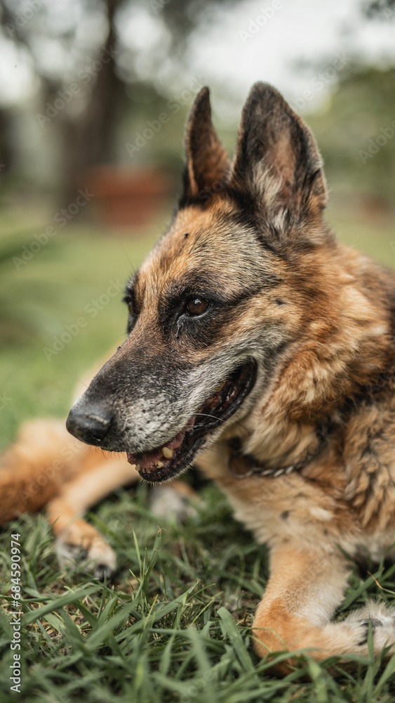 German Shepherd guards the backyard area - an alert and brave guard
