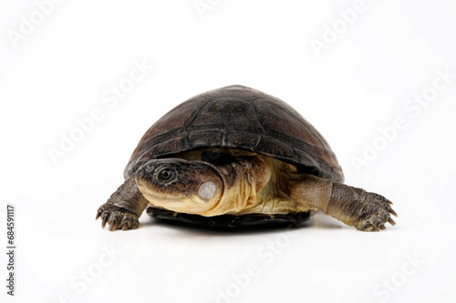 Westafrikanische Klappbrust-Pelomeduse // West African mud turtle (Pelusios castaneus)