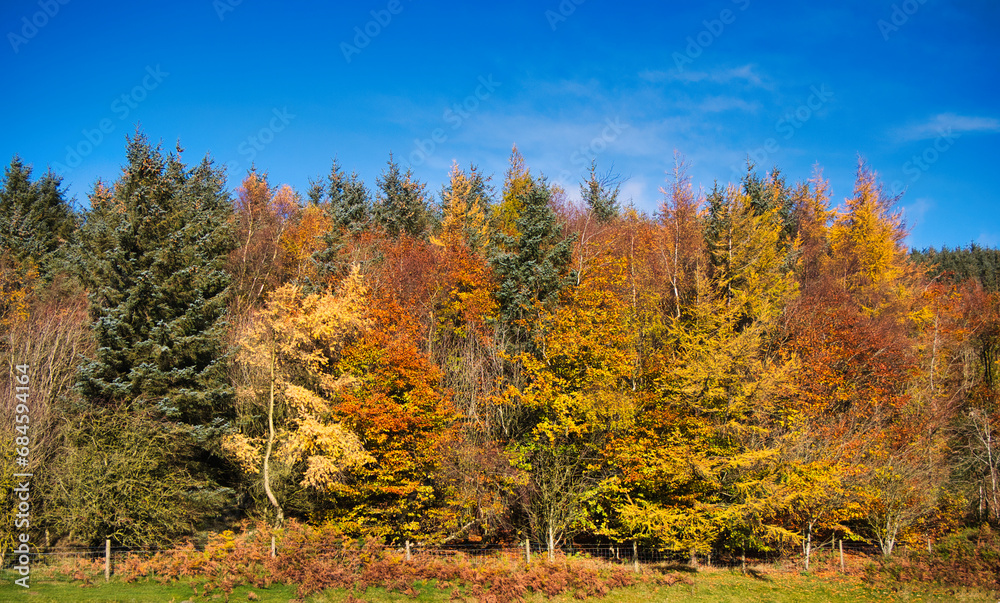 Colourful autumn foliage on trees on a sunny day with a blue sky in North Wales, UK. Colourful autumn foliage on trees on a sunny day with a blue sky in North Wales, UK.