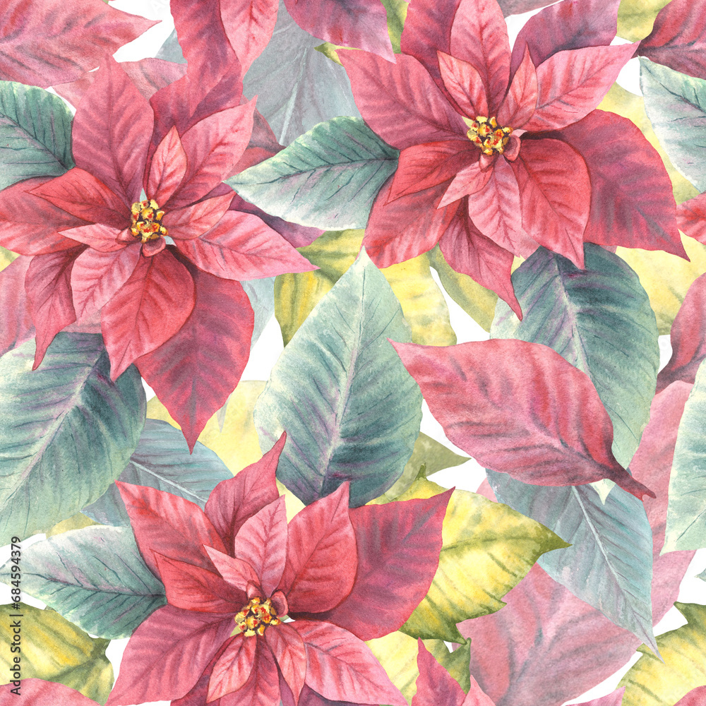 Watercolor painted illustration of red poinsettia, pulcherrima flowers, leaves seamless pattern. Traditional plant for Christmas or New Year decor, gift wrapping, cover art. Isolated, white background