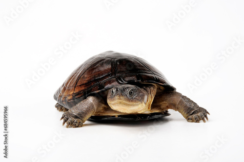 Westafrikanische Klappbrust-Pelomeduse // West African mud turtle (Pelusios castaneus)