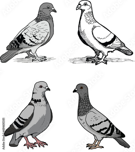 set of pigeons