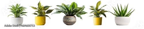 houseplants collection isolated on transparent background. photo