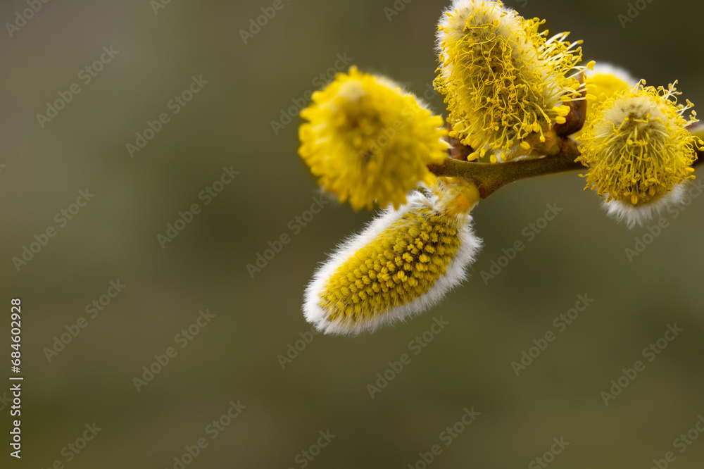Beautiful springtime background. Flowering willow buds. Copy space. Close-up macro shot. Beautiful springtime background. Flowering willow buds. Copy space. Close-up macro shot.