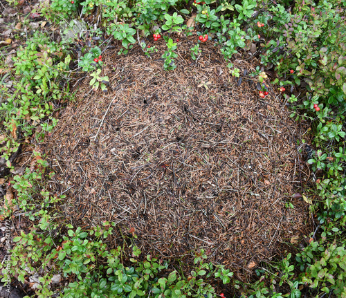 A wood ant's nest on the Kvarken Archipelago Finland photo