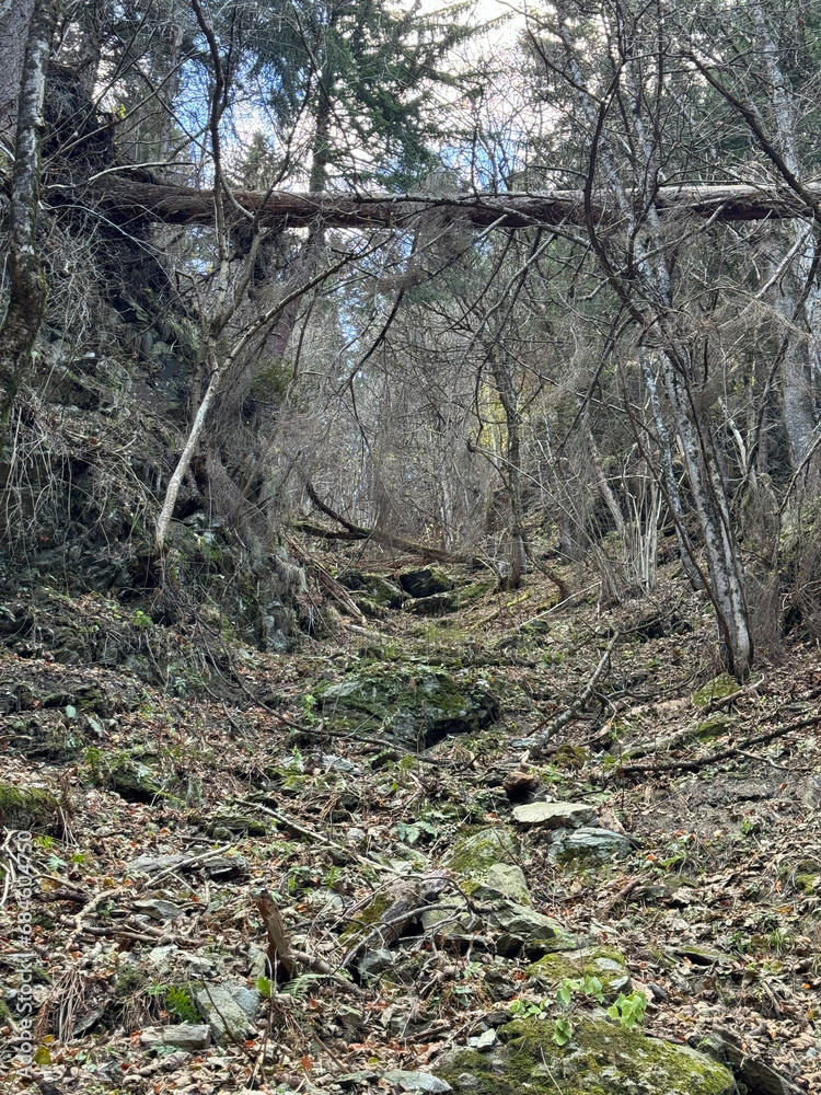 Fallen trees in a pine and spruce forest. Fallen trees in a pine and spruce forest.