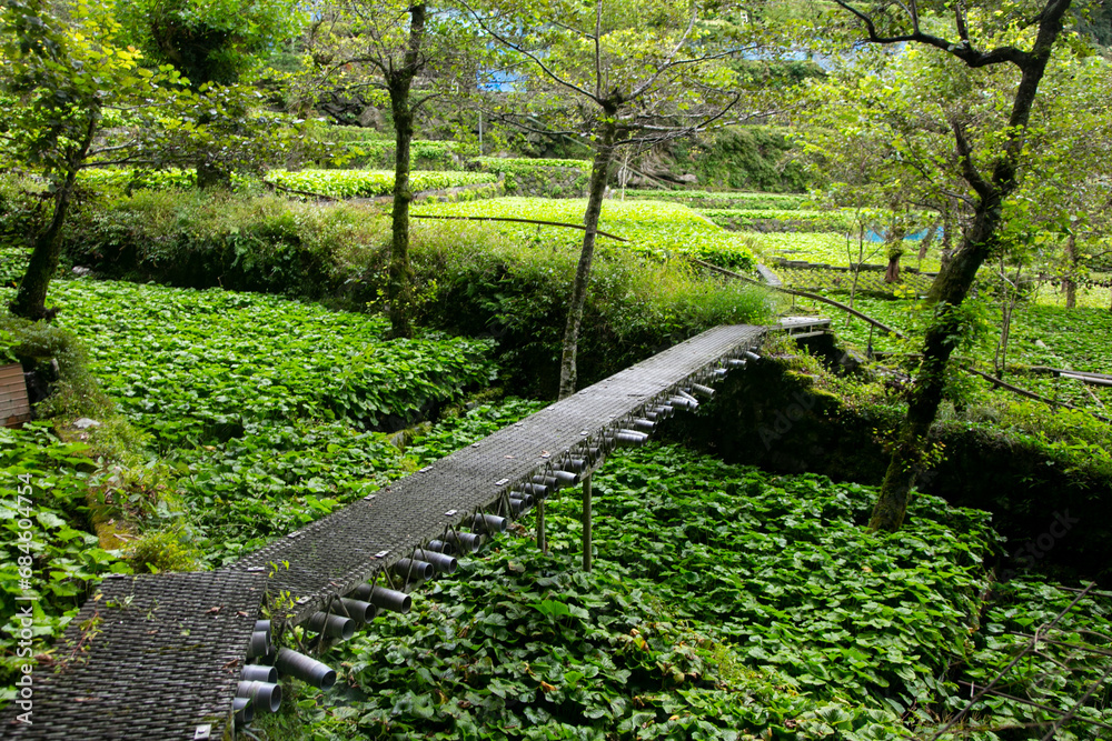Wasabi farm cultivating fresh and organic Wasabi in fields and terraces