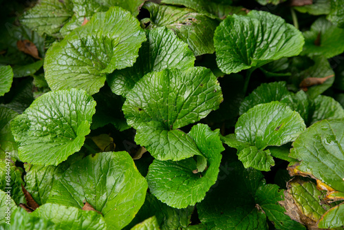 Wasabi farm cultivating fresh and organic Wasabi in fields and terraces in Idakaba, in the Izu Peninsula, Japan. photo