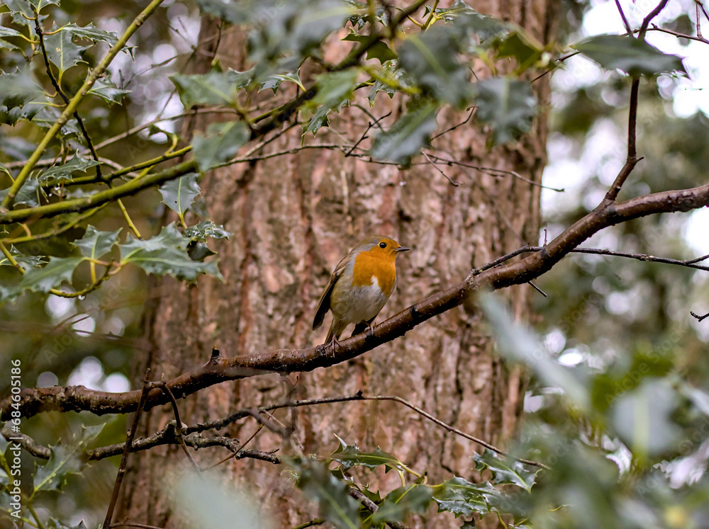 Obraz premium robin on branch