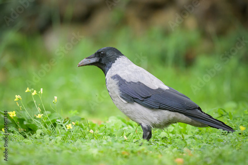 A carrion crow walking in a meadow on a cloudy day in spring