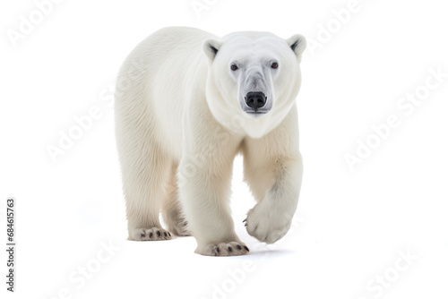 Polar bear Ursus maritimus a carnivorous mammal