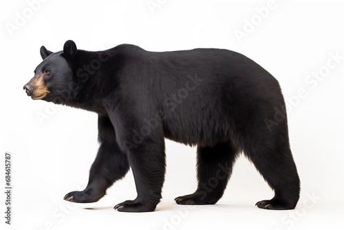 North American black bear Ursus americanus cut out and isolated on a white background