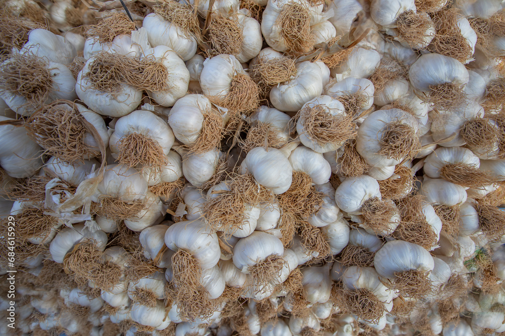 Turkey's famous garlic. Kastamonu - Taşköprü garlic. Turkey's famous garlic. Kastamonu - Taşköprü garlic.