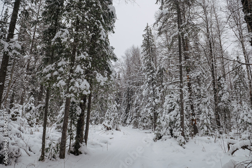 snow-covered Christmas trees in the winter forest