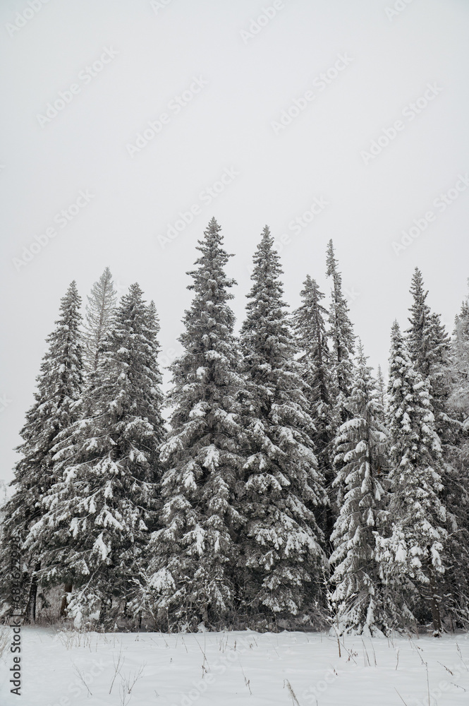 Fototapeta premium snow-covered Christmas trees in the winter forest