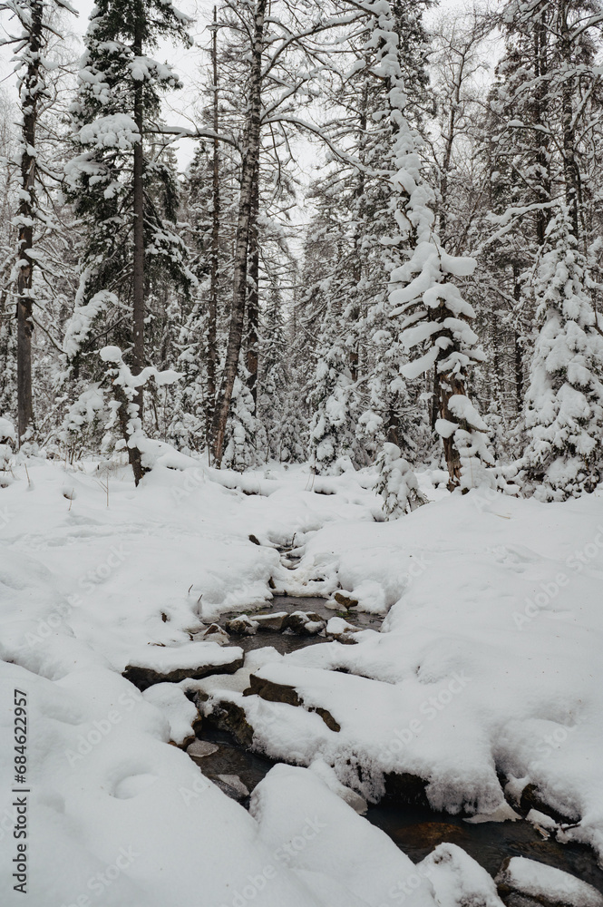 snow-covered Christmas trees in the winter forest snow-covered Christmas trees in the winter forest