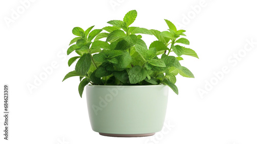 green houseplant isolated on white transparent background.