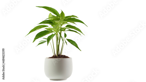 green houseplant isolated on transparent background.