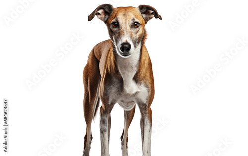 Greyhounds speed and Sleek Build Dog Isolated on a Transparent Background PNG