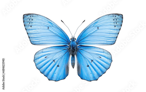 Holly Blue butterfly Isolated on a Transparent Background PNG © Haider